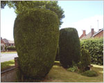 Conifer trees shaping - after