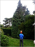 Conifer reduction - Before 