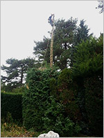 Conifer reduction - During 