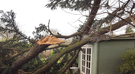 Photo of snapped out branch