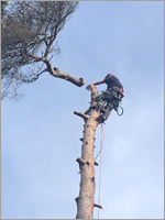 Beech tree climbing