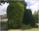 Conifer tree shaping - before