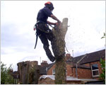 Eucalyptus dismantle