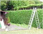 Hedge trimming