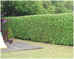 Hedge trimming