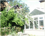 Snapped Cedar branch