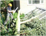 Snapped Cedar branch