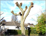 Willow pollard
