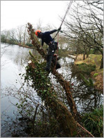 Conifer reduction - Before 