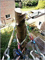 Conifer reduction - During 