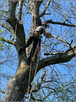 Removing deadwood on a large Ash tree