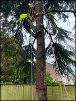 Cedar reduction