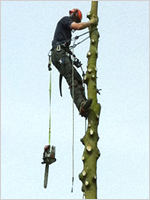 Climbing a Spruce tree