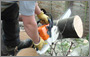 The tree surgeon and his chainsaw
